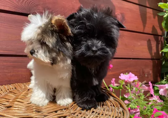 Biewer / Black and white / Black Yorkshire Terrier 5