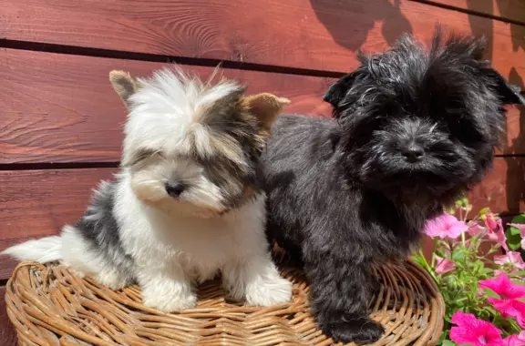 Biewer / Black and white / Black Yorkshire Terrier 6
