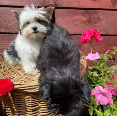 Biewer / Black and white / Black Yorkshire Terrier 7