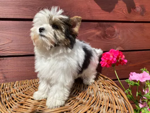 Biewer / Black and white / Black Yorkshire Terrier 8