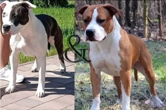 Szczeniak American Staffordshire Terrier 4