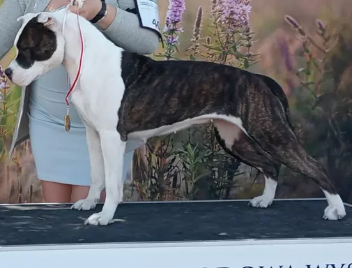 Szczeniak American Staffordshire Terrier 3