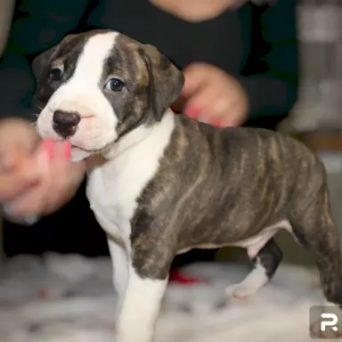 Szczeniak American Staffordshire Terrier 1