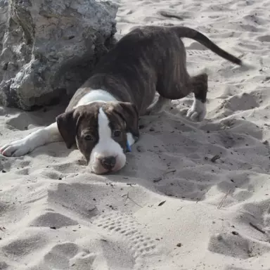 Szczeniak American Staffordshire Terrier 2