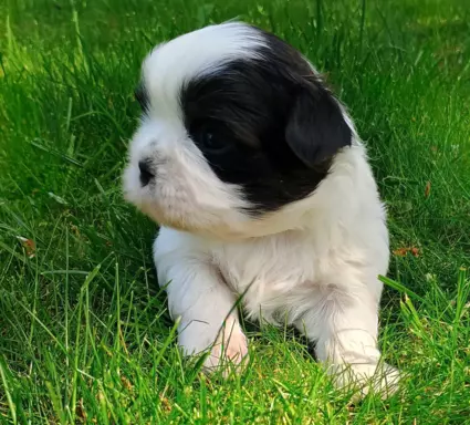 Sprzedam szczenięta Shih tzu 4