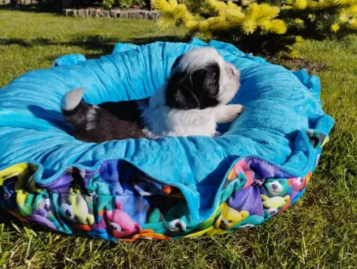 Sprzedam szczenięta Shih tzu 9