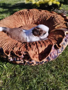 Sprzedam szczenięta Shih tzu 8