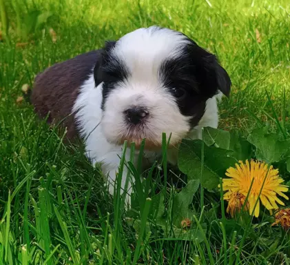 Sprzedam szczenięta Shih tzu 6