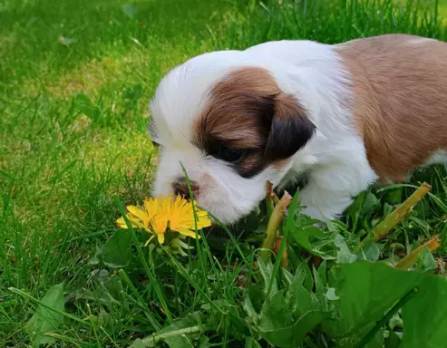 Sprzedam szczenięta Shih tzu 5