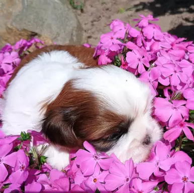 Sprzedam szczenięta Shih tzu 7