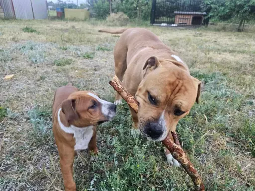 Szczeniak Amstaff 5