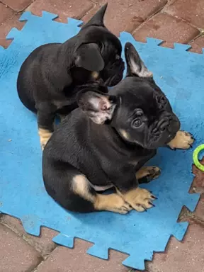 Buldog Francuski 2