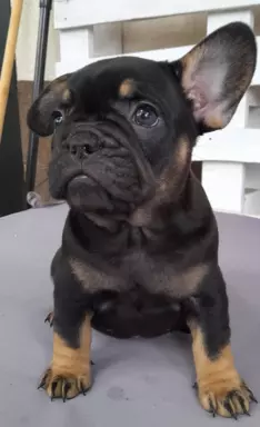 Buldog Francuski 5