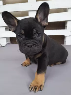 Buldog Francuski 1