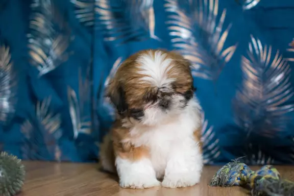 Śliczny Piesek Shih tzu 1