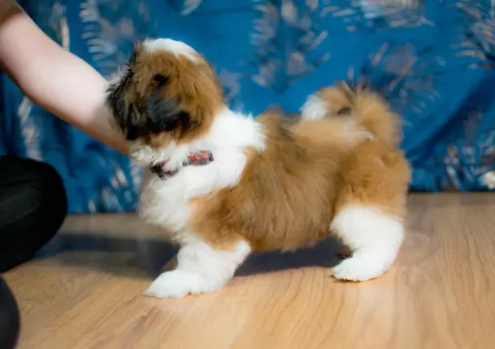 Śliczny Piesek Shih tzu 2