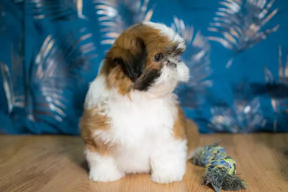 Śliczny Piesek Shih tzu 4