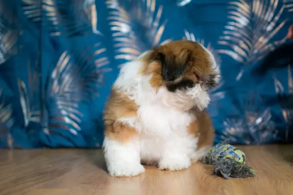 Śliczny Piesek Shih tzu 5