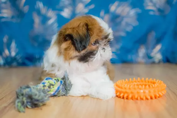 Śliczny Piesek Shih tzu 6
