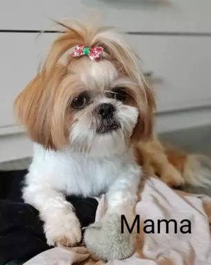 Śliczny Piesek Shih tzu 7
