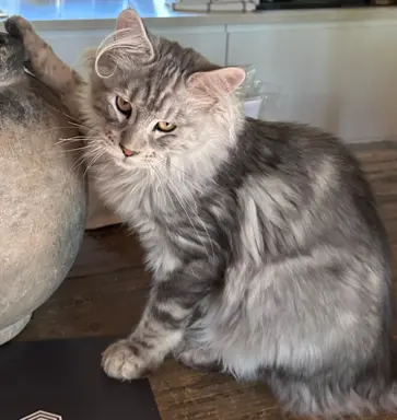 Maine Coon kocurek zjawiskowy srebrny FPL do odbioru ok. War 4