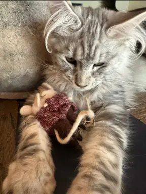 Maine Coon kocurek zjawiskowy srebrny FPL do odbioru ok. War 2