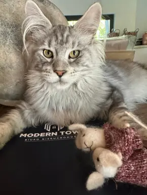 Maine Coon kocurek zjawiskowy srebrny FPL do odbioru ok. War 1