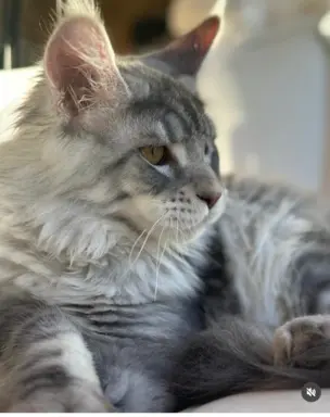 Maine Coon kocurek zjawiskowy srebrny FPL do odbioru ok. War 3