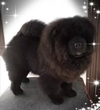 Szczenięta chow chow 4