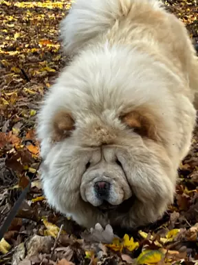 Szczenięta chow chow 3