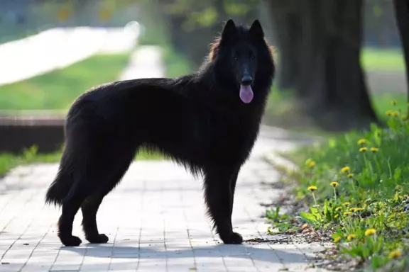 Owczarek Belgijski Groenendael nie niemiecki 2