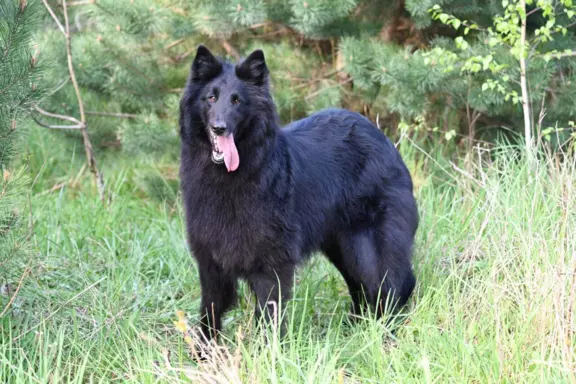 Owczarek Belgijski Groenendael nie niemiecki 3