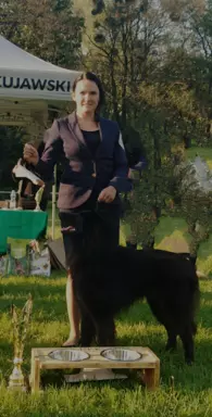 Owczarek Belgijski Groenendael nie niemiecki 5