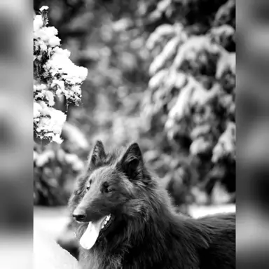 Owczarek Belgijski Groenendael nie niemiecki 6