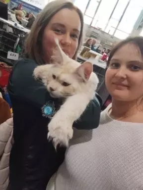 Reproduktor Maine coon 2