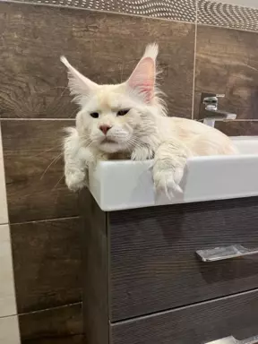 Reproduktor Maine coon 3