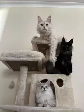 Reproduktor Maine coon 4