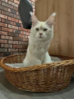 Reproduktor Maine coon 5