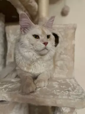 Reproduktor Maine coon 7