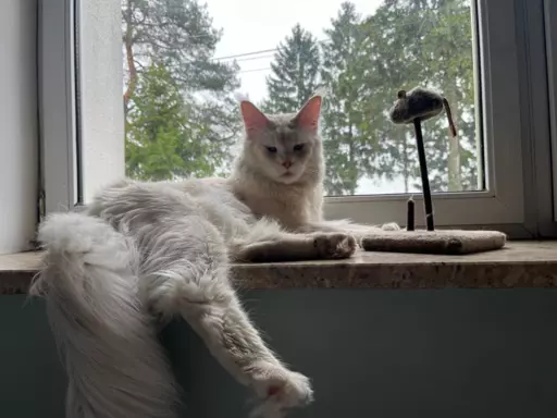 Reproduktor Maine coon 8