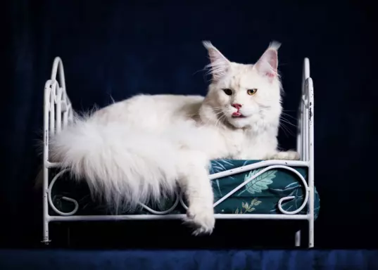 Reproduktor Maine coon 1