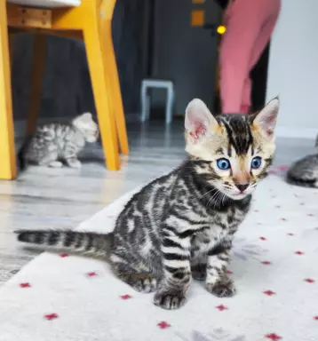 Bengalskie Koty różne kolory ! już dostępne zapraszamy PFL 3