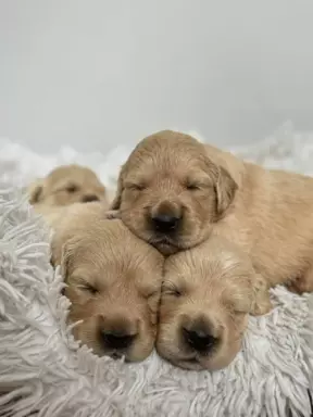 Golden Retriever ZKwP 1