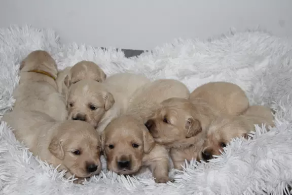 Golden Retriever ZKwP 2