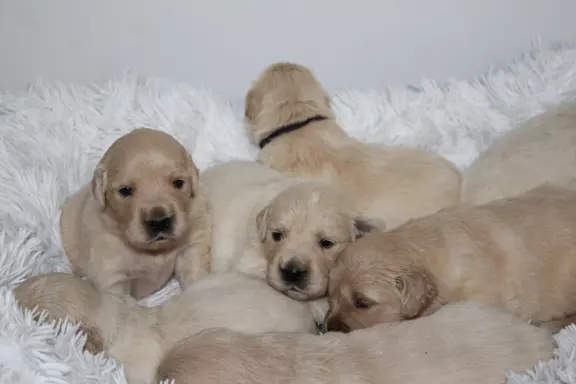 Golden Retriever ZKwP 3