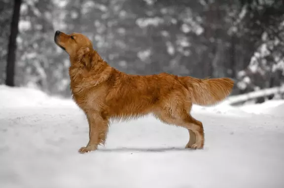 Golden Retriever ZKwP 8