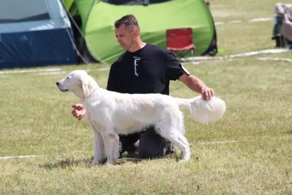 Golden Retriever ZKwP 7