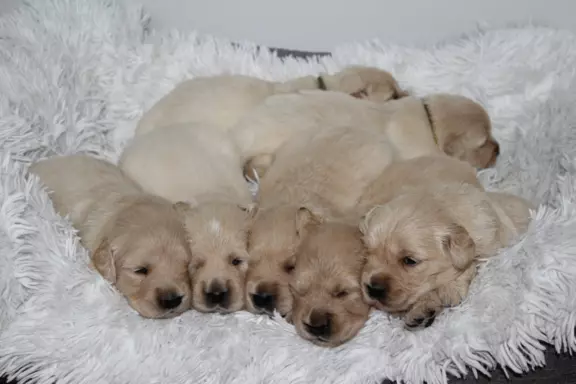 Golden Retriever ZKwP 4