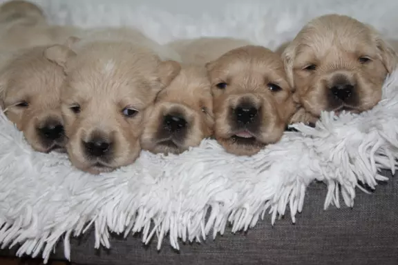 Golden Retriever ZKwP 5
