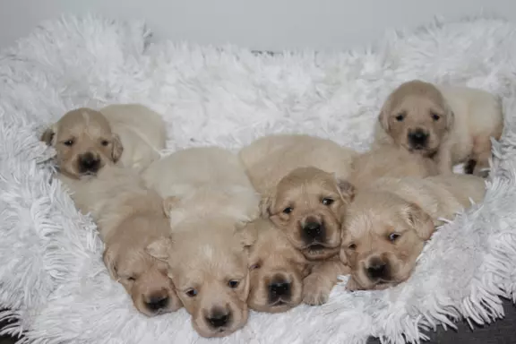 Golden Retriever ZKwP 6